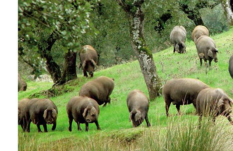 黑毛猪.png 黑毛猪.png