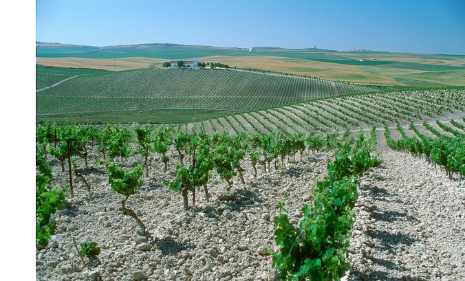 347882-jerez-croft-sherry-correa-vineyard.png